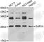 SARA antibody, A7476, ABclonal Technology, Western Blot image 