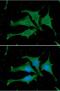 Calmodulin antibody, NBP1-04268, Novus Biologicals, Immunofluorescence image 