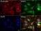 Bone Morphogenetic Protein 4 antibody, LS-C796714, Lifespan Biosciences, Immunofluorescence image 