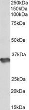 Heparan Sulfate-Glucosamine 3-Sulfotransferase 1 antibody, LS-C305872, Lifespan Biosciences, Western Blot image 