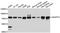 Angiopoietin 2 antibody, STJ22609, St John