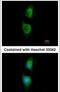 Glycerol-3-phosphate dehydrogenase [NAD+], cytoplasmic antibody, PA5-31051, Invitrogen Antibodies, Immunofluorescence image 