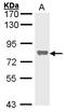 Alkaline Phosphatase, Biomineralization Associated antibody, LS-B9937, Lifespan Biosciences, Western Blot image 