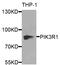 Phosphoinositide-3-Kinase Regulatory Subunit 1 antibody, LS-B12887, Lifespan Biosciences, Western Blot image 