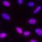 Ribosomal Protein S6 Kinase A5 antibody, MAB25181, R&D Systems, Immunofluorescence image 