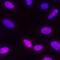 Ribosomal protein S6 kinase alpha-5 antibody, MAB25181, R&D Systems, Immunofluorescence image 