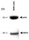 Nth Like DNA Glycosylase 1 antibody, PA1-32336, Invitrogen Antibodies, Western Blot image 