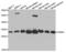 Proteasome Activator Subunit 1 antibody, LS-C334008, Lifespan Biosciences, Western Blot image 