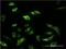 SRSF Protein Kinase 1 antibody, H00006732-M02, Novus Biologicals, Immunofluorescence image 