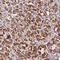 Mitochondrial Ribosomal Protein S9 antibody, NBP2-30429, Novus Biologicals, Immunohistochemistry frozen image 