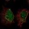 SP140 Nuclear Body Protein antibody, NBP2-49517, Novus Biologicals, Immunofluorescence image 