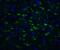 Toll Interacting Protein antibody, LS-B608, Lifespan Biosciences, Immunofluorescence image 