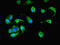 Procollagen C-Endopeptidase Enhancer 2 antibody, LS-C376278, Lifespan Biosciences, Immunofluorescence image 