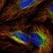 Vacuolar Protein Sorting 13 Homolog C antibody, PA5-60394, Invitrogen Antibodies, Immunofluorescence image 
