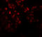 Enhancer Of Zeste 2 Polycomb Repressive Complex 2 Subunit antibody, 6263, ProSci, Immunofluorescence image 