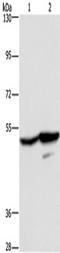 G Protein-Coupled Receptor 39 antibody, TA351234, Origene, Western Blot image 
