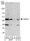F11 Receptor antibody, A302-891A, Bethyl Labs, Western Blot image 