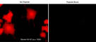 Myosin Heavy Chain 2 antibody, MP3791, ECM Biosciences, Immunocytochemistry image 