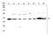 Insulin Like Growth Factor Binding Protein 3 antibody, PB9710, Boster Biological Technology, Western Blot image 