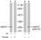 Heat Shock Protein Family B (Small) Member 1 antibody, GTX79050, GeneTex, Western Blot image 