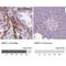 Bone Morphogenetic Protein 4 antibody, NBP2-49477, Novus Biologicals, Immunohistochemistry paraffin image 