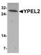 Yippee Like 2 antibody, PA5-34348, Invitrogen Antibodies, Western Blot image 