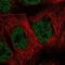 MAP3K7 C-Terminal Like antibody, NBP2-56145, Novus Biologicals, Immunocytochemistry image 