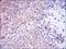 NAD(P)H Quinone Dehydrogenase 1 antibody, NBP2-37541, Novus Biologicals, Immunohistochemistry frozen image 