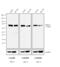 Immunoglobulin Heavy Constant Mu antibody, M31515, Invitrogen Antibodies, Western Blot image 