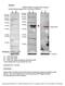 RAB3A, Member RAS Oncogene Family antibody, 31-123, ProSci, Enzyme Linked Immunosorbent Assay image 