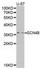 Sodium Voltage-Gated Channel Beta Subunit 4 antibody, LS-C335208, Lifespan Biosciences, Western Blot image 