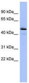 Procollagen C-Endopeptidase Enhancer antibody, TA337676, Origene, Western Blot image 