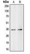 BUB3 Mitotic Checkpoint Protein antibody, orb214875, Biorbyt, Western Blot image 