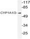 Cytochrome P450 Family 1 Subfamily A Member 1 antibody, AP20396PU-N, Origene, Western Blot image 