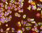 Isocitrate Dehydrogenase (NADP(+)) 2, Mitochondrial antibody, ab55271, Abcam, Immunocytochemistry image 