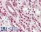 Serine And Arginine Rich Splicing Factor 4 antibody, LS-B3090, Lifespan Biosciences, Immunohistochemistry frozen image 