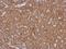 Leucine Rich Repeat Neuronal 2 antibody, NBP2-17175, Novus Biologicals, Immunohistochemistry paraffin image 