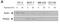 Egl-9 Family Hypoxia Inducible Factor 3 antibody, NB100-139, Novus Biologicals, Western Blot image 