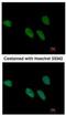 REX4 Homolog, 3'-5' Exonuclease antibody, NBP1-31119, Novus Biologicals, Immunocytochemistry image 
