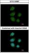 Piwi Like RNA-Mediated Gene Silencing 4 antibody, GTX119387, GeneTex, Immunocytochemistry image 