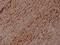 Synaptotagmin 1 antibody, PA5-36694, Invitrogen Antibodies, Immunohistochemistry frozen image 