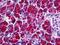 Pancreatic secretory trypsin inhibitor antibody, orb94767, Biorbyt, Immunohistochemistry paraffin image 