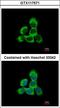 Cytoglobin antibody, LS-C155502, Lifespan Biosciences, Immunofluorescence image 