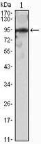 Snail Family Transcriptional Repressor 2 antibody, MBS830834, MyBioSource, Western Blot image 