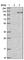 ADAM Metallopeptidase Domain 15 antibody, HPA011633, Atlas Antibodies, Western Blot image 