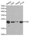 Transcription Factor A, Mitochondrial antibody, A1926, ABclonal Technology, Western Blot image 