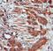 Cullin 3 antibody, 11107-1-AP, Proteintech Group, Immunohistochemistry frozen image 