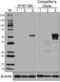 RUNX Family Transcription Factor 1 antibody, 607801, BioLegend, Western Blot image 