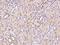 Solute Carrier Family 31 Member 2 antibody, 200764-T08, Sino Biological, Immunohistochemistry frozen image 