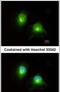 Hook Microtubule Tethering Protein 2 antibody, PA5-30539, Invitrogen Antibodies, Immunofluorescence image 